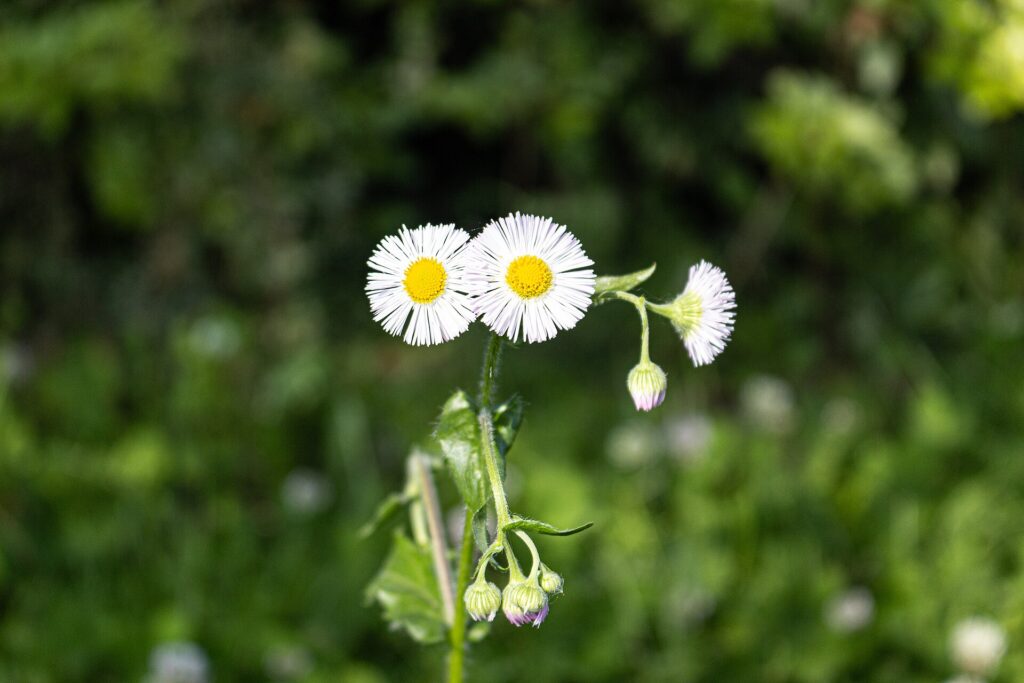 Fiori bianchi e una ciotola di riso disposti su un panno chiaro sopra un piano di legno