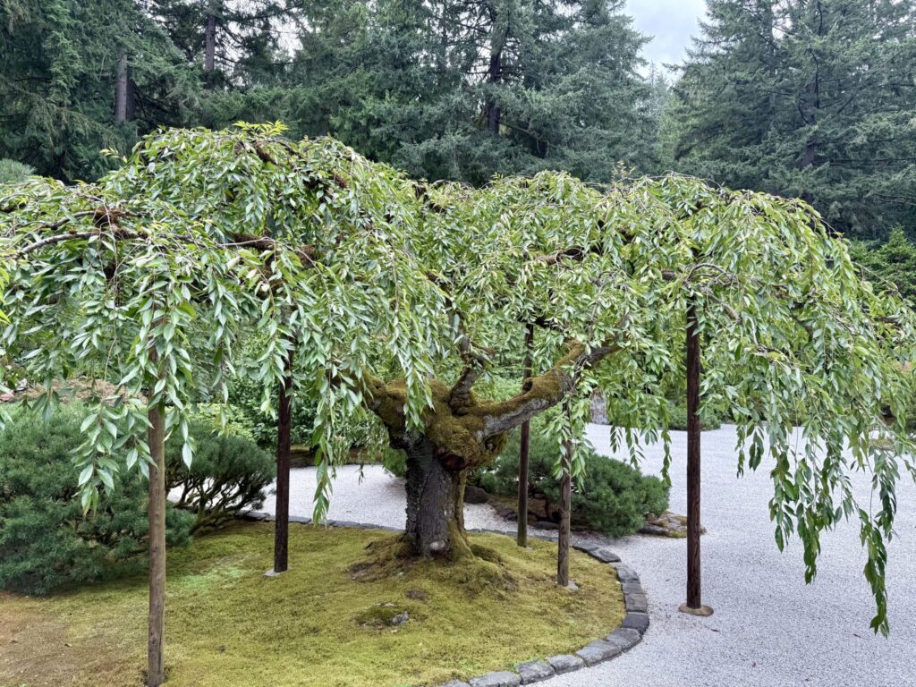 Vialetto di ghiaia fra gli alberi di un parco, con una panchina di legno sul lato