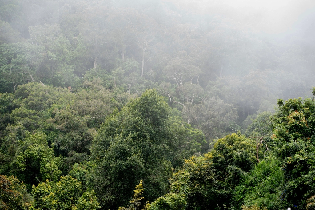 Abeti alti avvolti dalla nebbia in un bosco fitto, con il sottobosco coperto di foglie secche