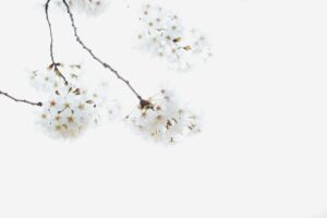 Tradizioni spirituali: il potere dei pellegrinaggi