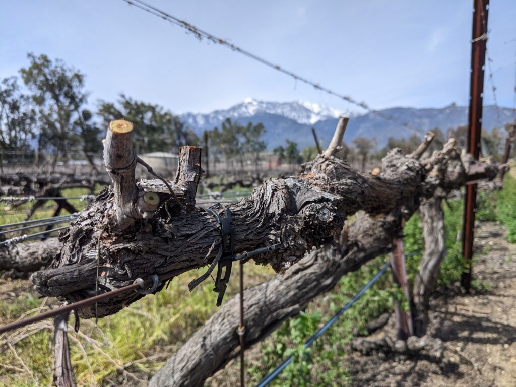 Cumulo di tralci di vite potati ammassati al bordo di un campo in autunno